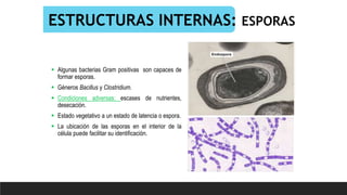 ESTRUCTURAS INTERNAS: ESPORAS
 Algunas bacterias Gram positivas son capaces de
formar esporas.
 Géneros Bacillus y Clostridium.
 Condiciones adversas: escases de nutrientes,
desecación.
 Estado vegetativo a un estado de latencia o espora.
 La ubicación de las esporas en el interior de la
célula puede facilitar su identificación.
 