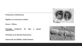 Protección y Resistencia.
Rigidez a la estructura celular.
Poros = Filtros.
Presenta antígenos de tipo y grupo
específicos.
Participa en la división bacteriana.
Coloración de GRAM y Zielh Neelsen.
 