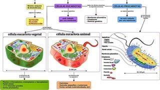 2.Origen celular.pptxbjkhfhjfgjdfjgdjtdm,