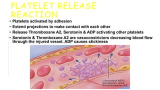2. .BLOOD anatomy and physiology lymphatic y | PPTX