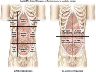 Midsection Body Area 2.-ANATOMY-AND-PHYSIOLOGY-OF-HUMAN-BODY.rtf-1.pdf