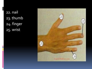 2.-ANATOMY-AND-PHYSIOLOGY-OF-HUMAN-BODY.rtf-1.pdf