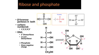 2. Properties of DNA bjjjjbjjjjjjjj.pptx