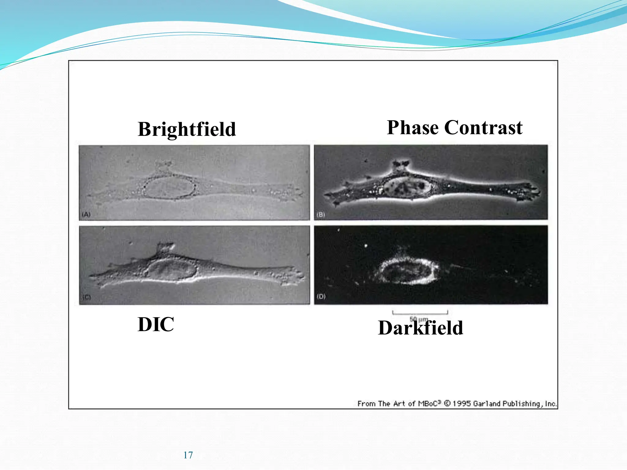 17
Brightfield Phase Contrast
DIC Darkfield
 