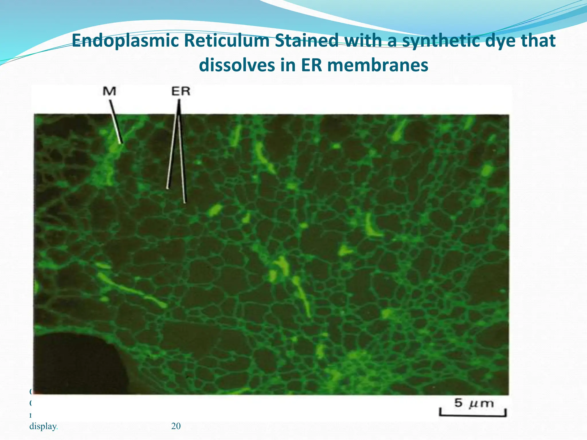 Copyright © The McGraw-Hill
Companies, Inc. Permission
required for reproduction or
display. 20
Endoplasmic Reticulum Stained with a synthetic dye that
dissolves in ER membranes
 