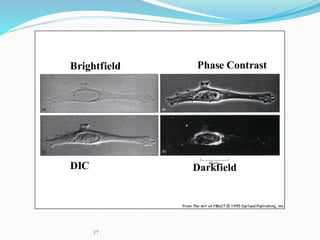 17
Brightfield Phase Contrast
DIC Darkfield
 