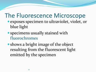 18
The Fluorescence Microscope
exposes specimen to ultraviolet, violet, or
blue light
specimens usually stained with
fluorochromes
shows a bright image of the object
resulting from the fluorescent light
emitted by the specimen
 