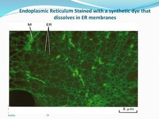 Copyright © The McGraw-Hill
Companies, Inc. Permission
required for reproduction or
display. 20
Endoplasmic Reticulum Stained with a synthetic dye that
dissolves in ER membranes
 