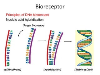 2.Power Point Biosensor Introduction.ppt