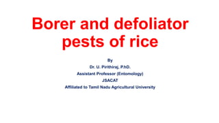 Borer and defoliator
pests of rice
By
Dr. U. Pirithiraj, P.hD.
Assistant Professor (Entomology)
JSACAT
Affiliated to Tamil Nadu Agricultural University
 