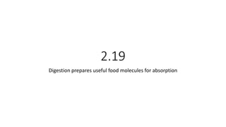 2.19
Digestion prepares useful food molecules for absorption
 