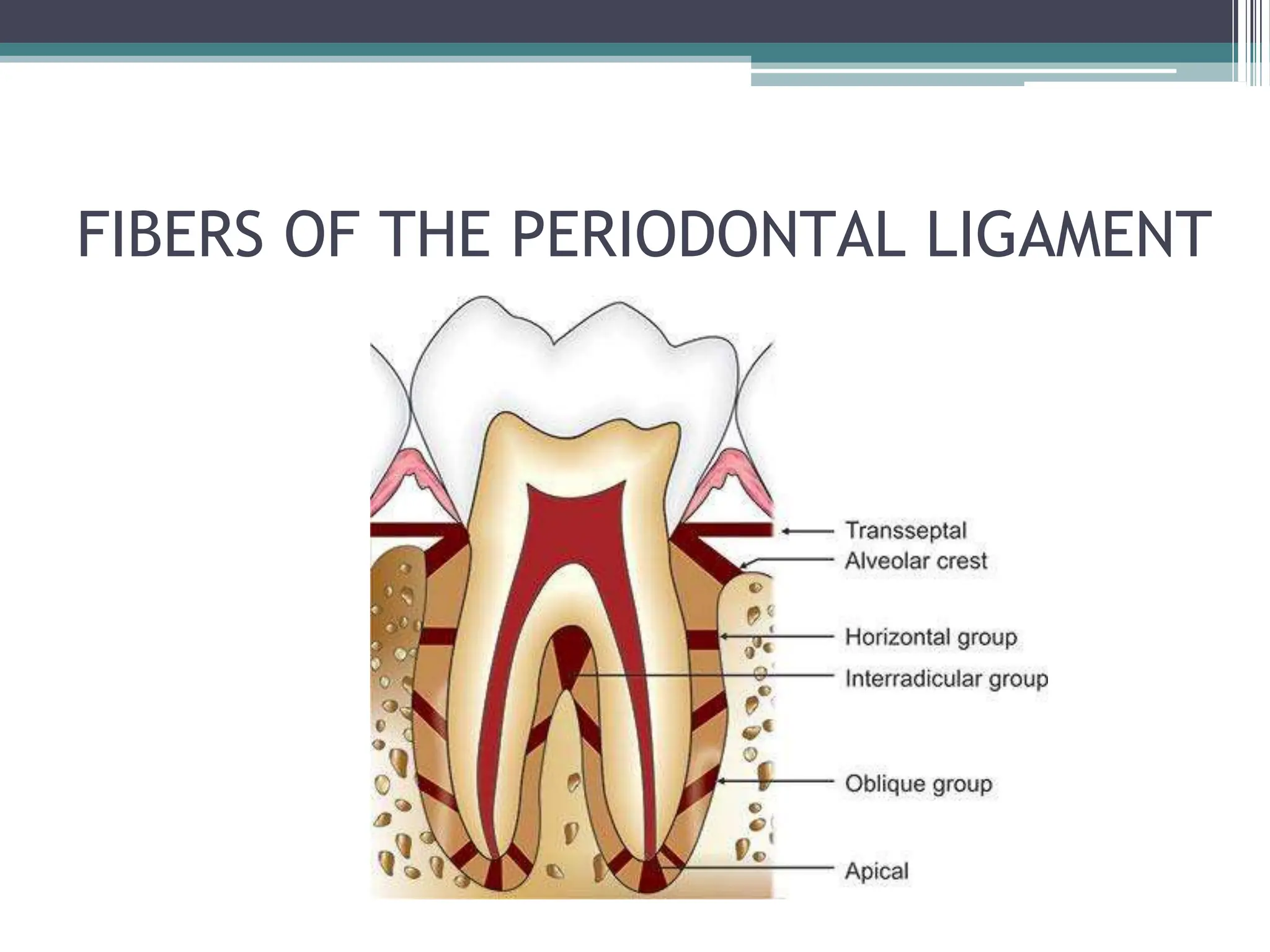 Perio Dentistry Year 2 PERIODONTIUM II.pptx