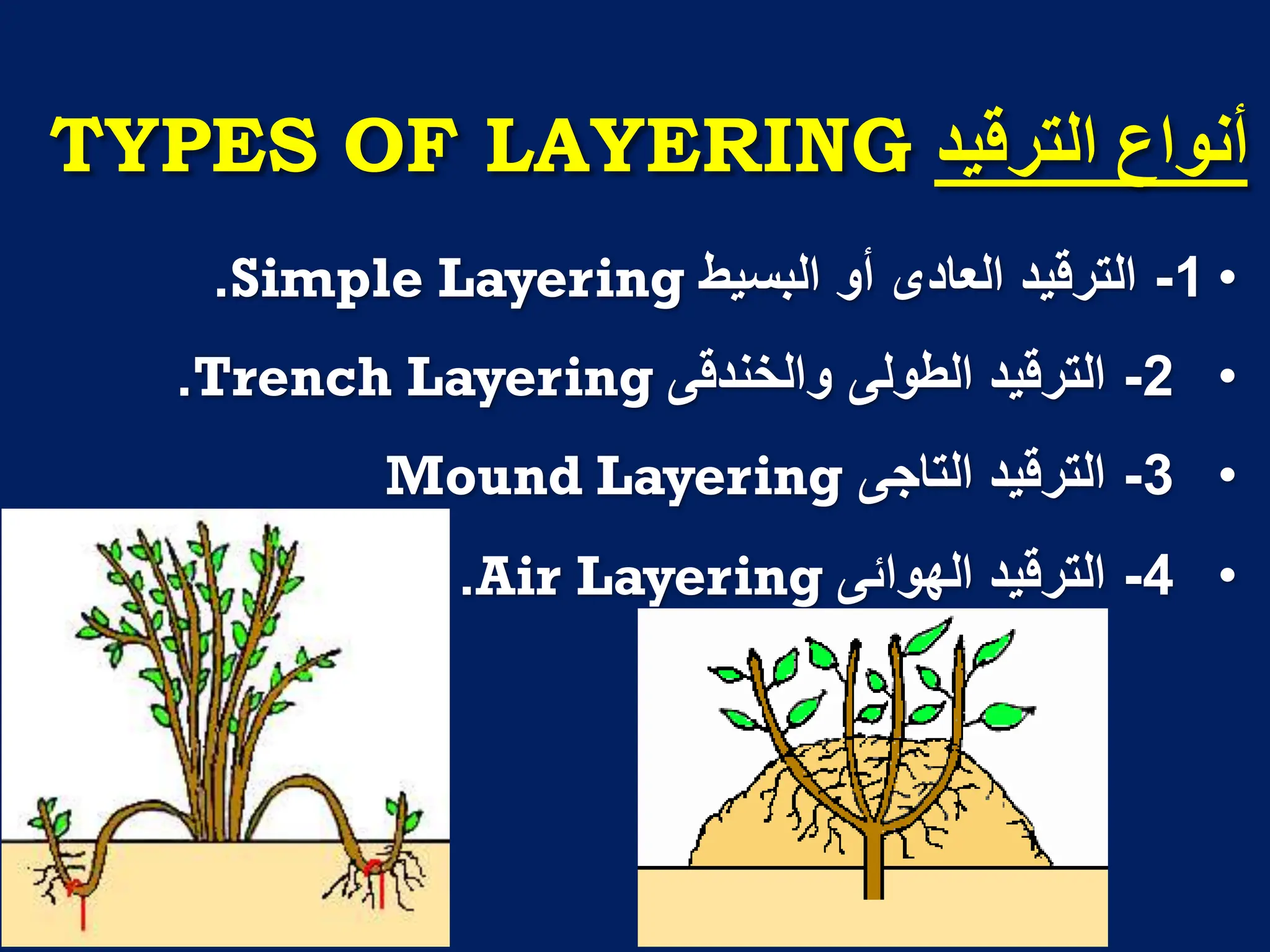 ‫انتزلُذ‬ ‫أَىاع‬
TYPES OF LAYERING
•
1
-
‫الترقٌد‬
‫العادى‬
‫أو‬
‫البسٌط‬
Simple Layering
.
•
2
-
‫الترقٌد‬
‫الطولى‬
‫والخندقى‬
Trench Layering
.
•
3
-
‫الترقٌد‬
‫التاجى‬
Mound Layering
•
4
-
‫الترقٌد‬
‫الهوابى‬
Air Layering
.
 