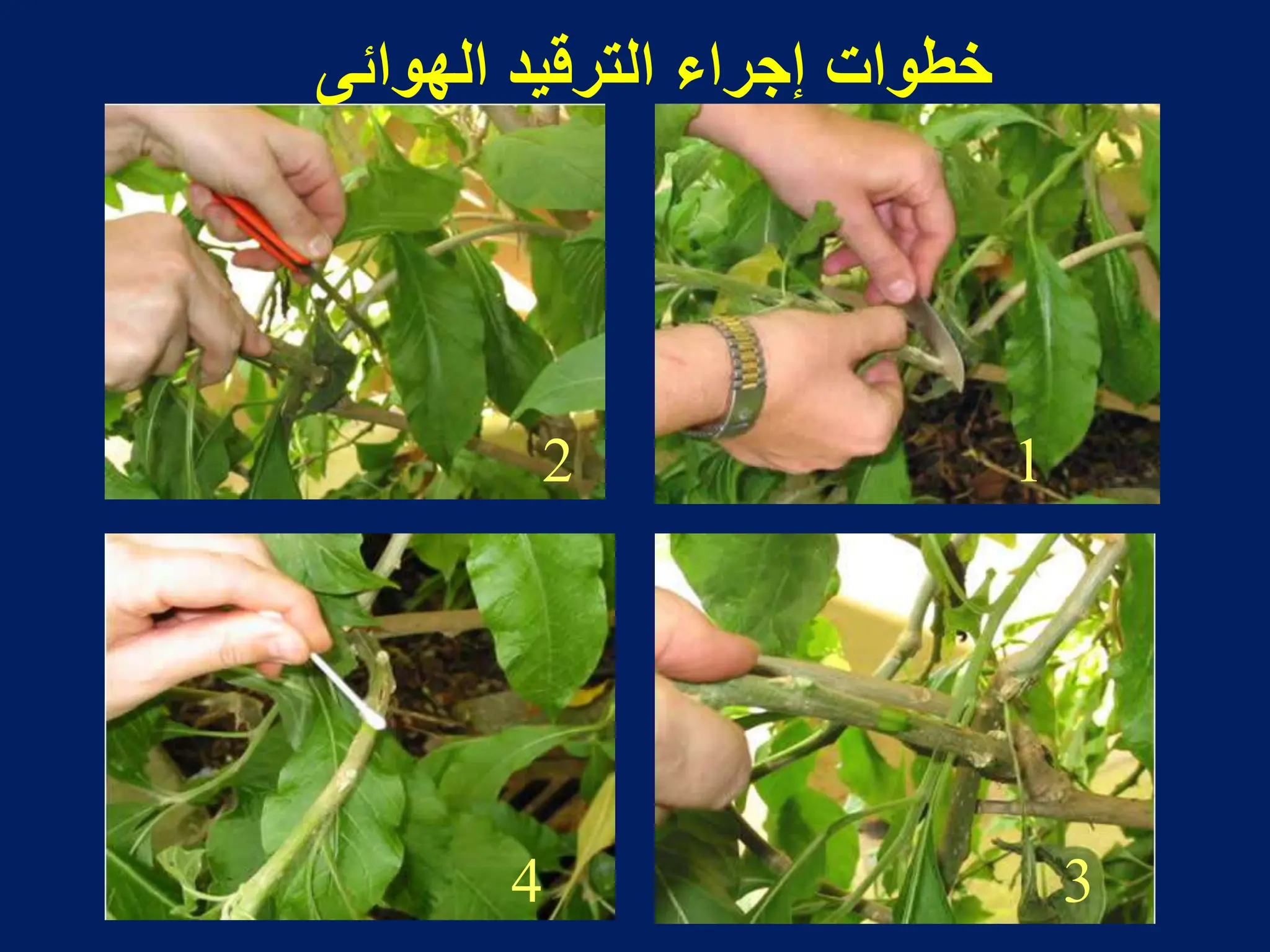 1
2
3
4
‫الهوابى‬ ‫الترقٌد‬ ‫إجراء‬ ‫خطوات‬
 