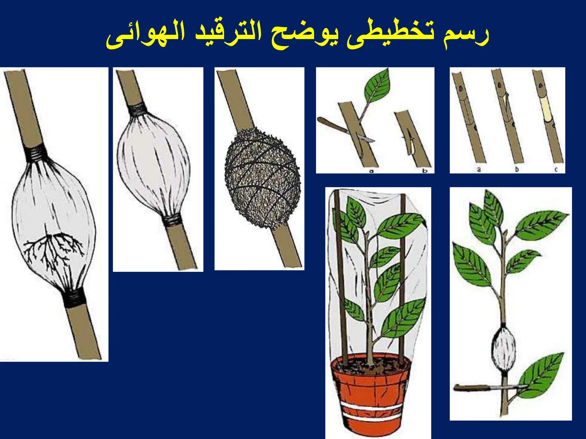 ‫الهوابى‬ ‫الترقٌد‬ ‫ٌوضح‬ ‫تخطٌطى‬ ‫رسم‬
 