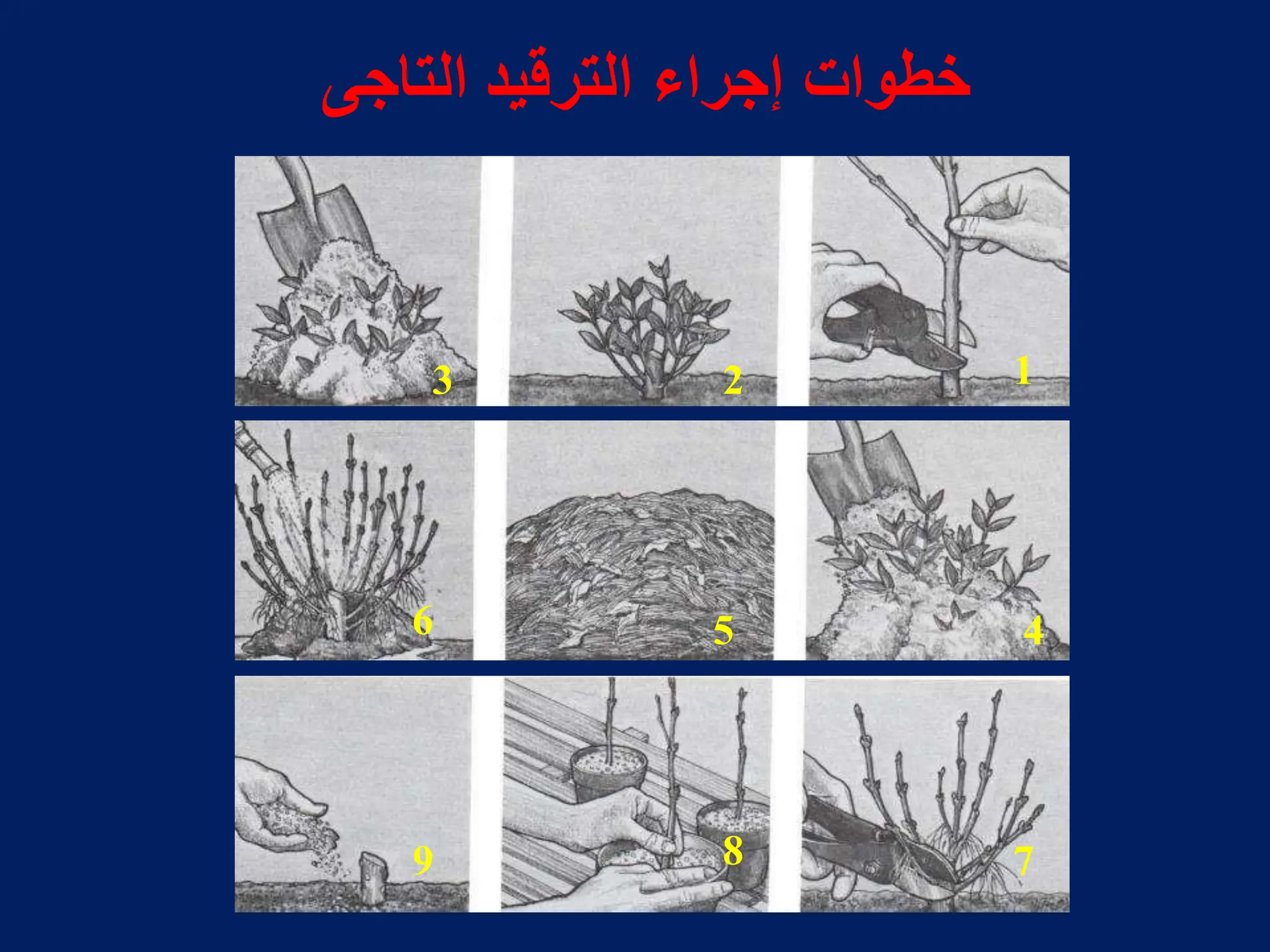 1
2
3
4
5
6
7
8
9
‫التاجى‬ ‫الترقٌد‬ ‫إجراء‬ ‫خطوات‬
 