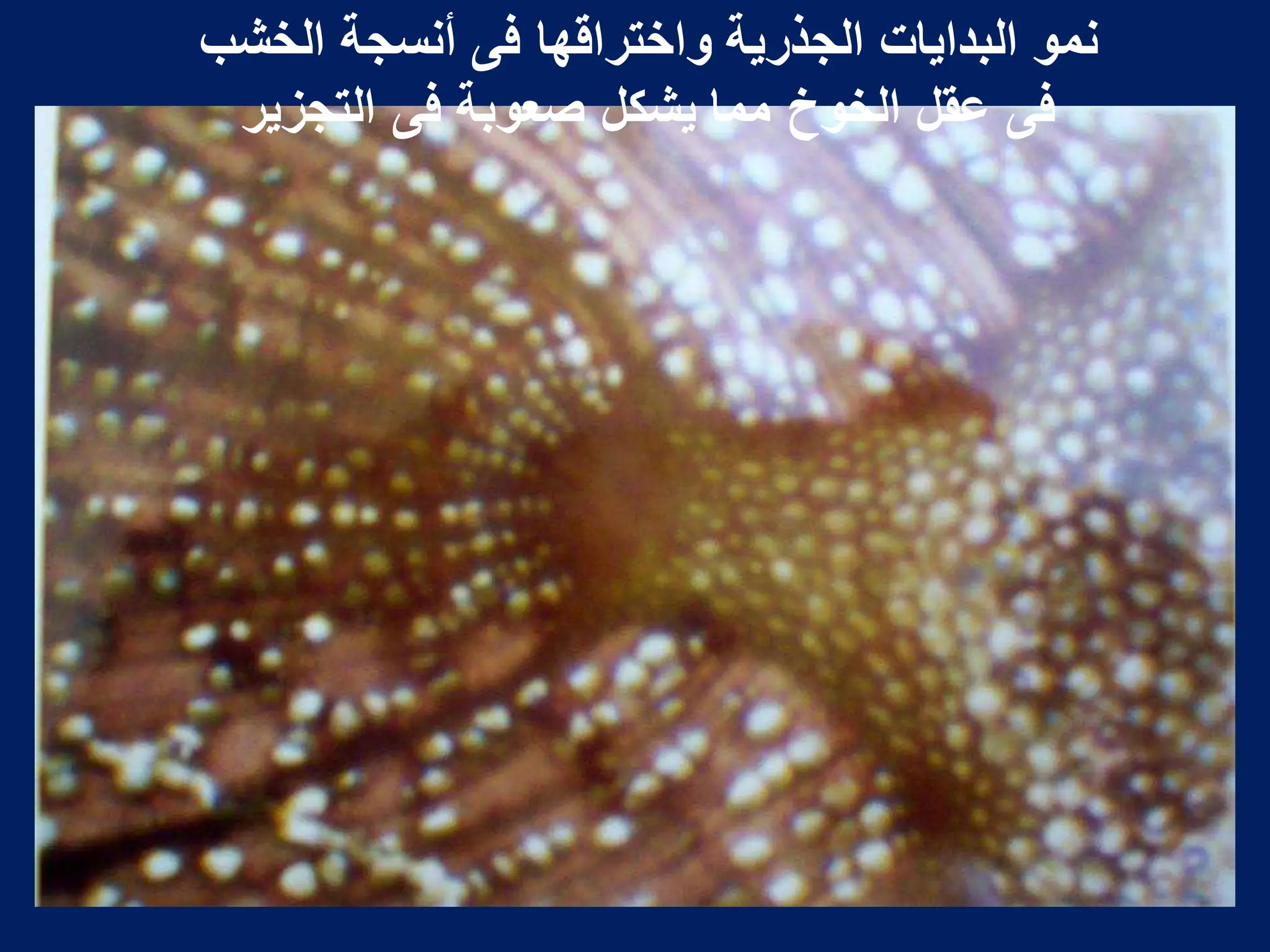 ‫الخشب‬ ‫أنسجة‬ ‫فى‬ ‫واختراقها‬ ‫الجذرٌة‬ ‫البداٌات‬ ‫نمو‬
‫التجزٌر‬ ‫فى‬ ‫صعوبة‬ ‫ٌشكل‬ ‫مما‬ ‫الخوخ‬ ‫عقل‬ ‫فى‬
 