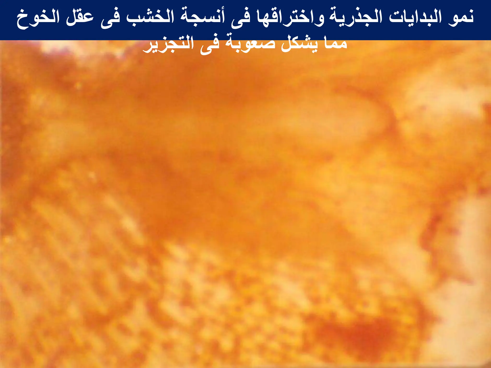 ‫الخوخ‬ ‫عقل‬ ‫فى‬ ‫الخشب‬ ‫أنسجة‬ ‫فى‬ ‫واختراقها‬ ‫الجذرٌة‬ ‫البداٌات‬ ‫نمو‬
‫التجزٌر‬ ‫فى‬ ‫صعوبة‬ ‫ٌشكل‬ ‫مما‬
 