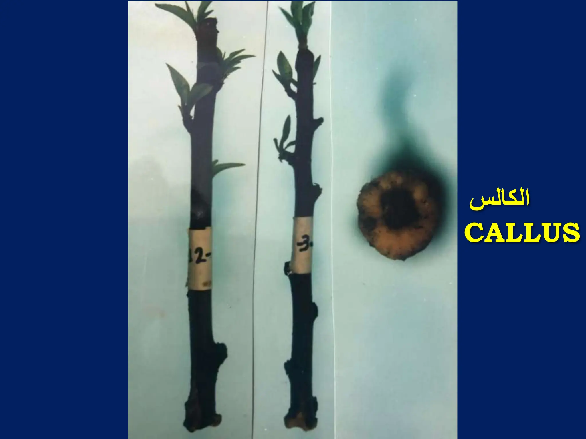 ‫انكانس‬
CALLUS
 