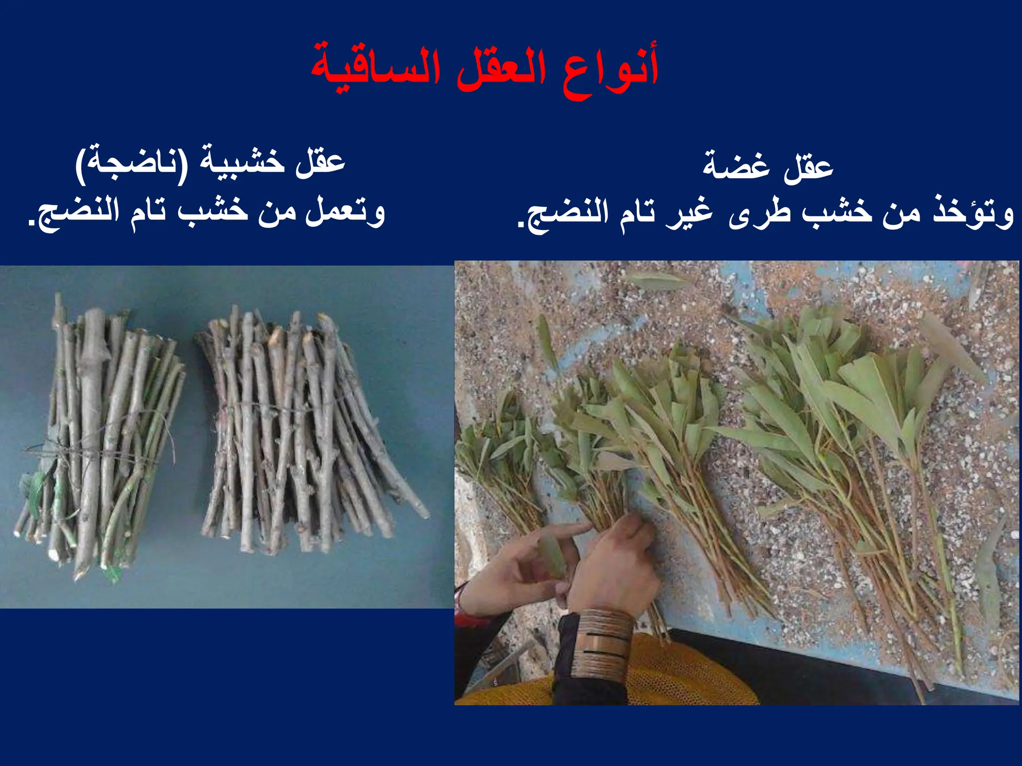 ‫خشبٌة‬ ‫عقل‬
(
‫ناضجة‬
)
‫النضج‬ ‫تام‬ ‫خشب‬ ‫من‬ ‫وتعمل‬
.
‫غضة‬ ‫عقل‬
‫و‬
‫تؤخذ‬
‫النضج‬ ‫تام‬ ‫غٌر‬ ‫طرى‬ ‫خشب‬ ‫من‬
.
‫الساقٌة‬ ‫العقل‬ ‫أنواع‬
 