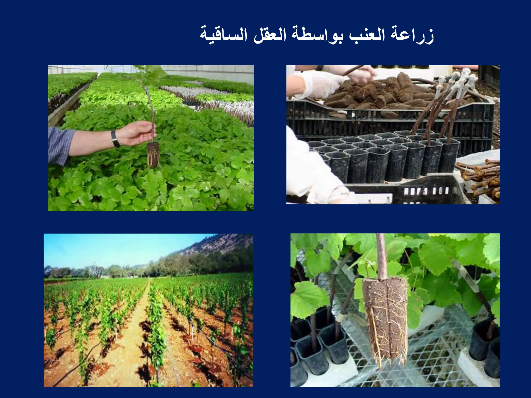 ‫الساقٌة‬ ‫العقل‬ ‫بواسطة‬ ‫العنب‬ ‫زراعة‬
 