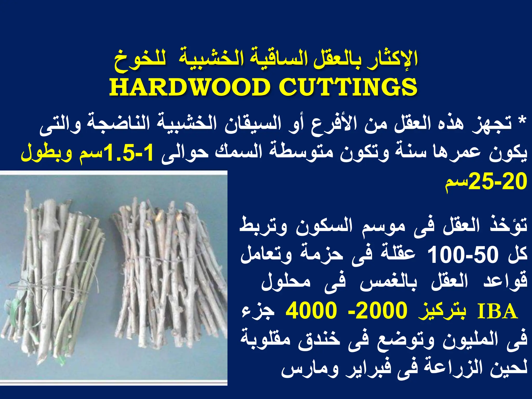 ‫انسالُح‬ ‫تانؼمم‬ ‫اإلكثار‬
‫انخشثُح‬
‫نهخىخ‬
HARDWOOD CUTTINGS
*
‫والتى‬ ‫الناضجة‬ ‫الخشبٌة‬ ‫السٌقان‬ ‫أو‬ ‫األفرع‬ ‫من‬ ‫العقل‬ ‫هذه‬ ‫تجهز‬
‫حوالى‬ ‫السمك‬ ‫متوسطة‬ ‫وتكون‬ ‫سنة‬ ‫عمرها‬ ‫ٌكون‬
1
-
1.5
‫وبطول‬ ‫سم‬
20
-
25
‫سم‬
‫تؤخذ‬
‫العقل‬
‫فى‬
‫موسم‬
‫السكون‬
‫وتربط‬
‫كل‬
50
-
100
‫عقلة‬
‫فى‬
‫حزمة‬
‫وتعامل‬
‫قواعد‬
‫العقل‬
‫بالغمس‬
‫فى‬
‫محلول‬
IBA
‫بتركٌز‬
2000
-
4000
‫جزء‬
‫فى‬
‫الملٌون‬
‫وتوضع‬
‫فى‬
‫خندق‬
‫مقلوبة‬
‫لحٌن‬
‫الزراعة‬
‫فى‬
‫فبراٌر‬
‫ومارس‬
 