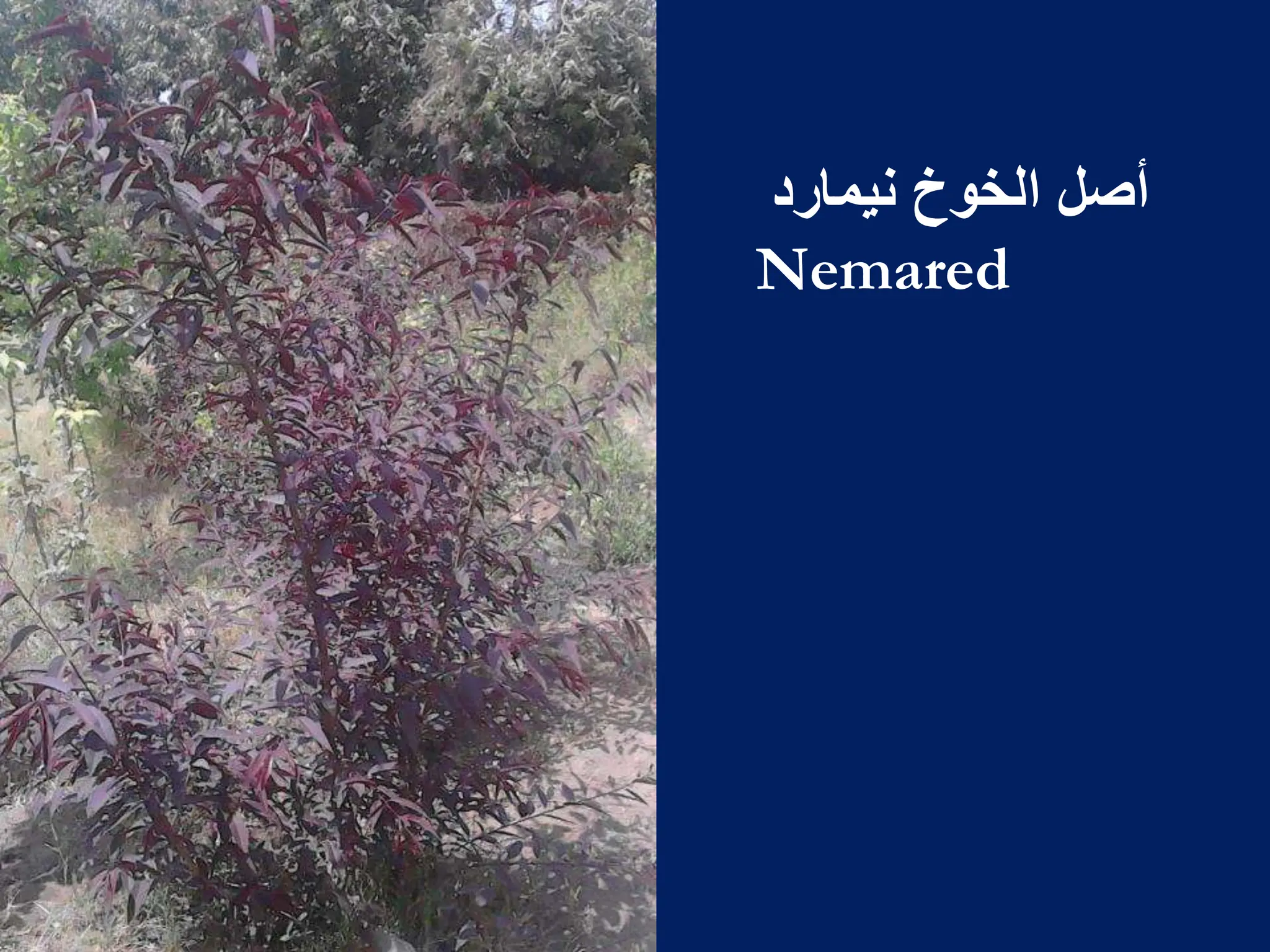 ‫نٌمارد‬ ‫الخوخ‬ ‫أصل‬
Nemared
 