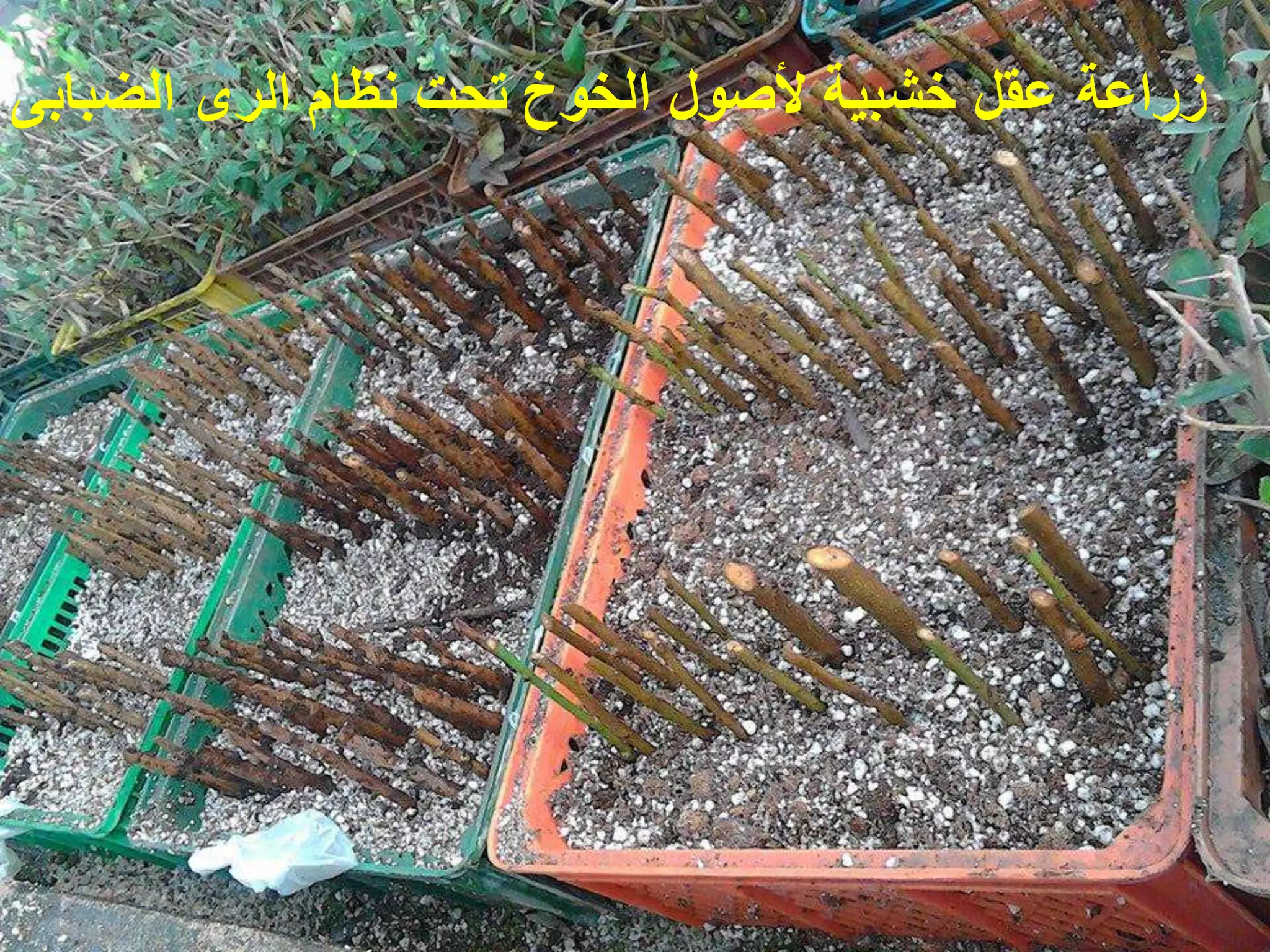 ‫الضبابى‬ ‫الرى‬ ‫نظام‬ ‫تحت‬ ‫الخوخ‬ ‫ألصول‬ ‫خشبٌة‬ ‫عقل‬ ‫زراعة‬
 