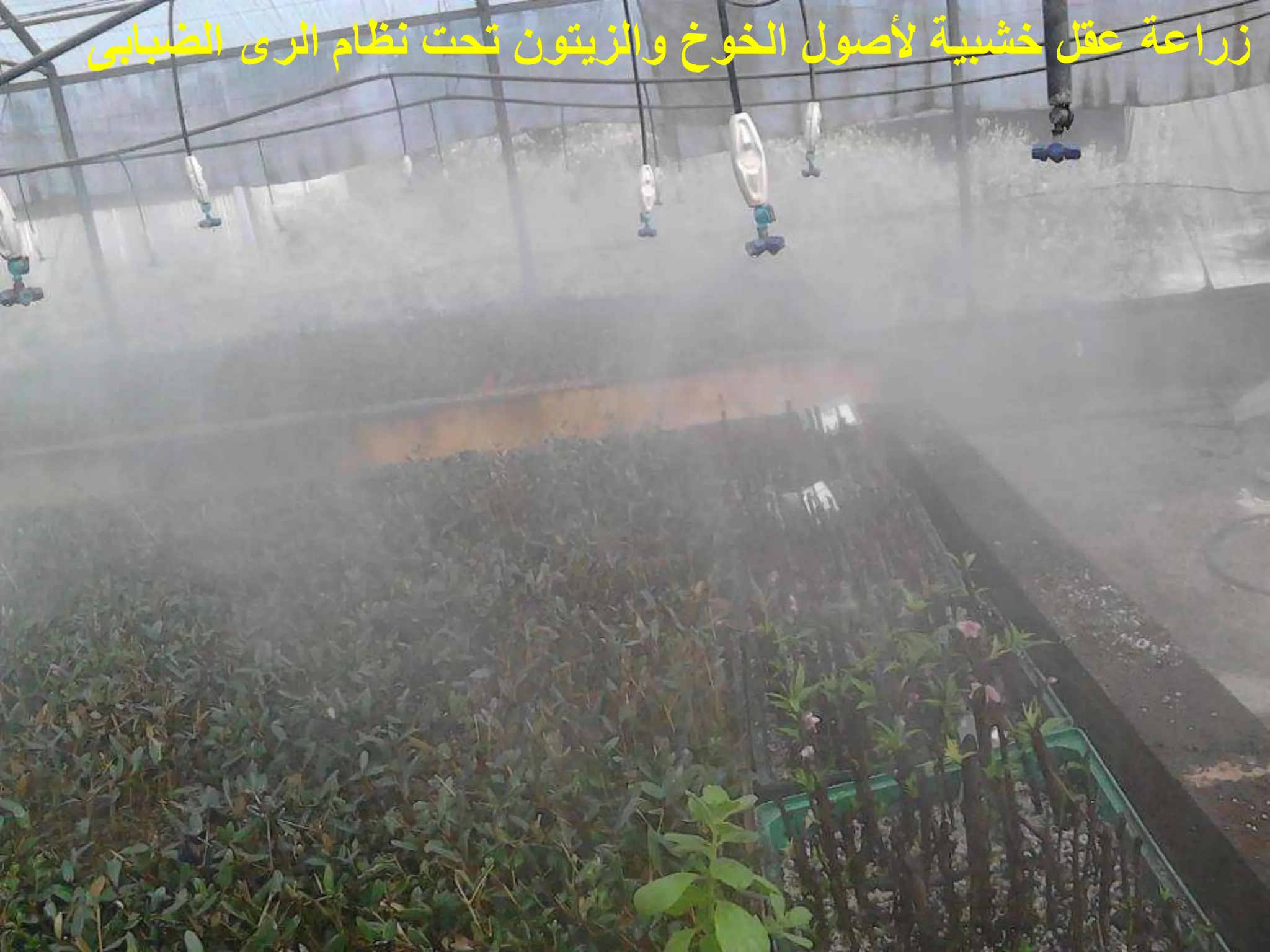 ‫الضبابى‬ ‫الرى‬ ‫نظام‬ ‫تحت‬ ‫والزٌتون‬ ‫الخوخ‬ ‫ألصول‬ ‫خشبٌة‬ ‫عقل‬ ‫زراعة‬
 