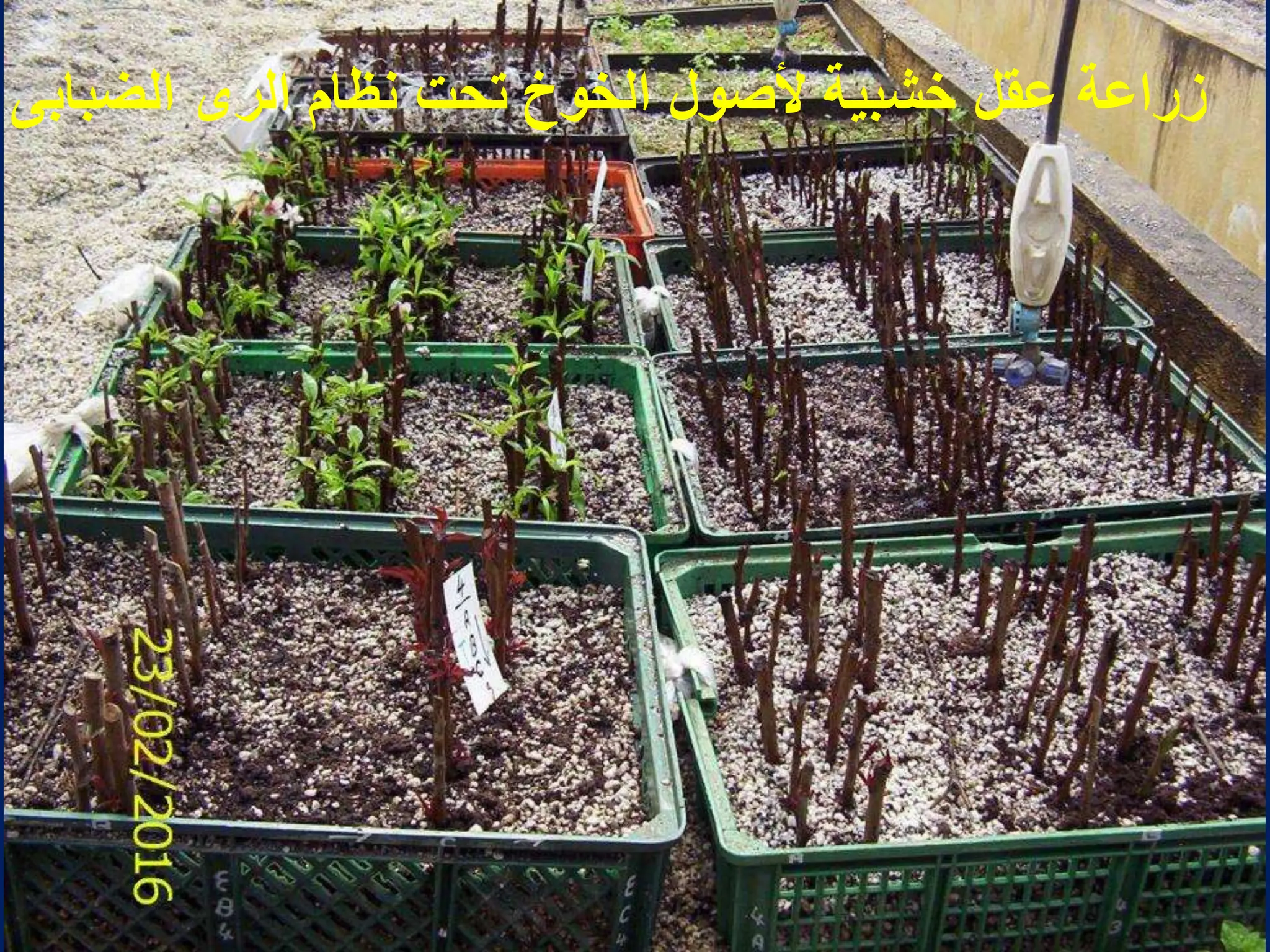 ‫الضبابى‬ ‫الرى‬ ‫نظام‬ ‫تحت‬ ‫الخوخ‬ ‫ألصول‬ ‫خشبٌة‬ ‫عقل‬ ‫زراعة‬
 