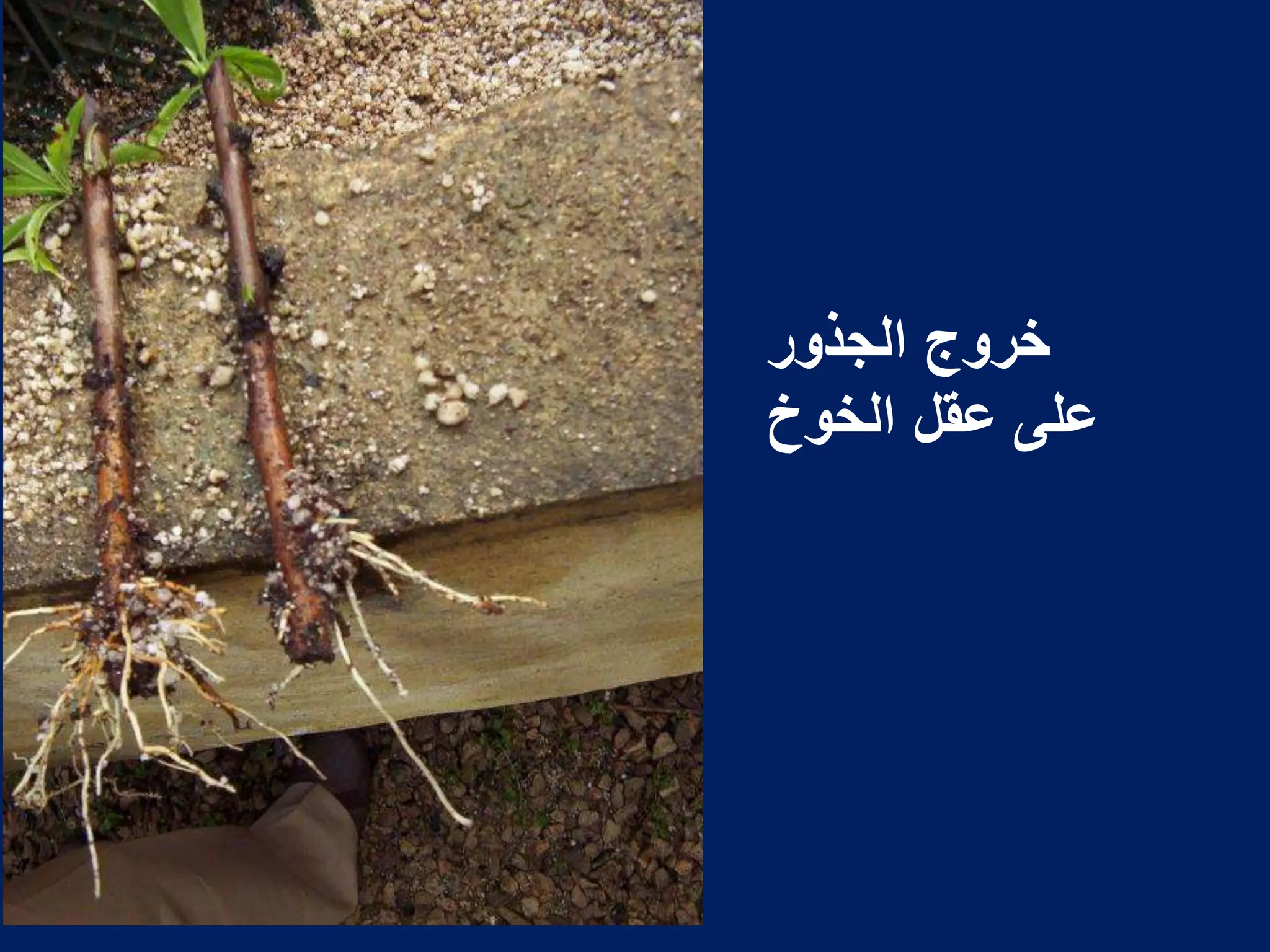 ‫الجذور‬ ‫خروج‬
‫الخوخ‬ ‫عقل‬ ‫على‬
 