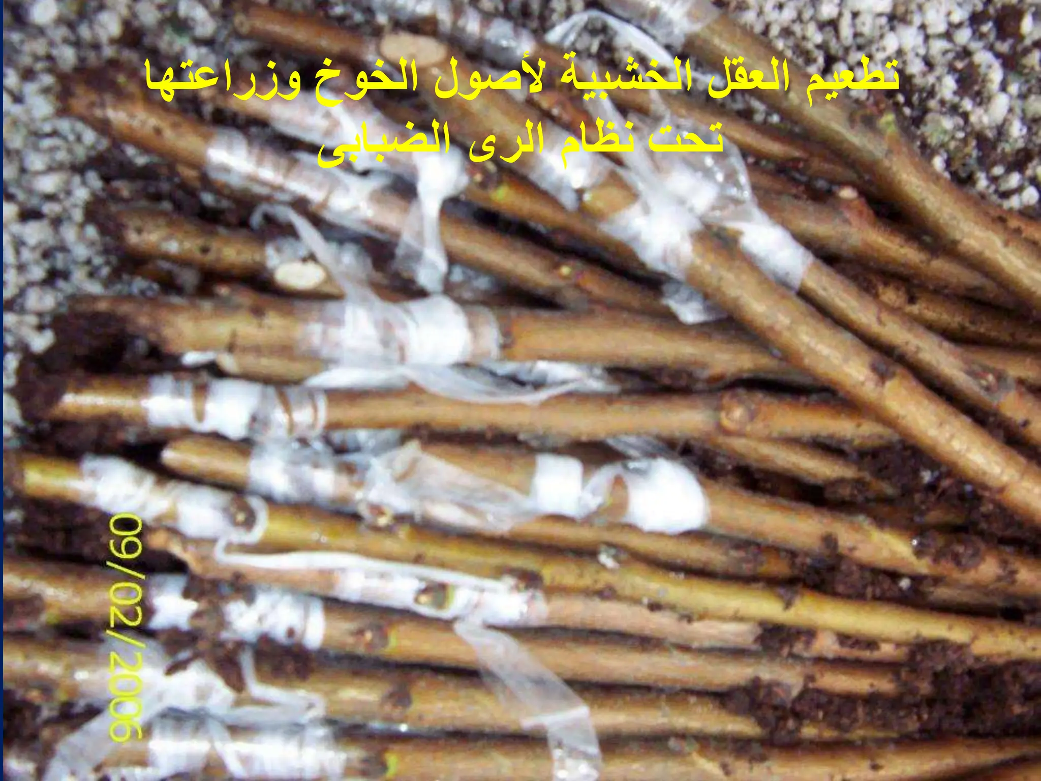 ‫وزراعتها‬ ‫الخوخ‬ ‫ألصول‬ ‫الخشبٌة‬ ‫العقل‬ ‫تطعٌم‬
‫الضبابى‬ ‫الرى‬ ‫نظام‬ ‫تحت‬
 