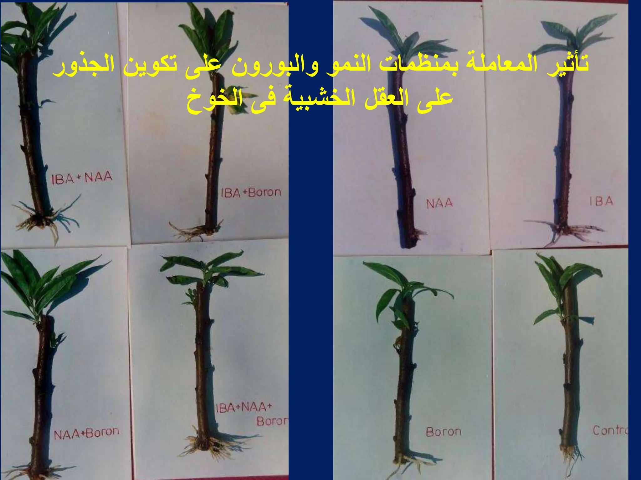 ‫النمو‬ ‫بمنظمات‬ ‫المعاملة‬ ‫تأثٌر‬
‫والبورون‬
‫الجذور‬ ‫تكوٌن‬ ‫على‬
‫العقل‬ ‫على‬
‫الخشبٌة‬
‫فى‬
‫الخوخ‬
 