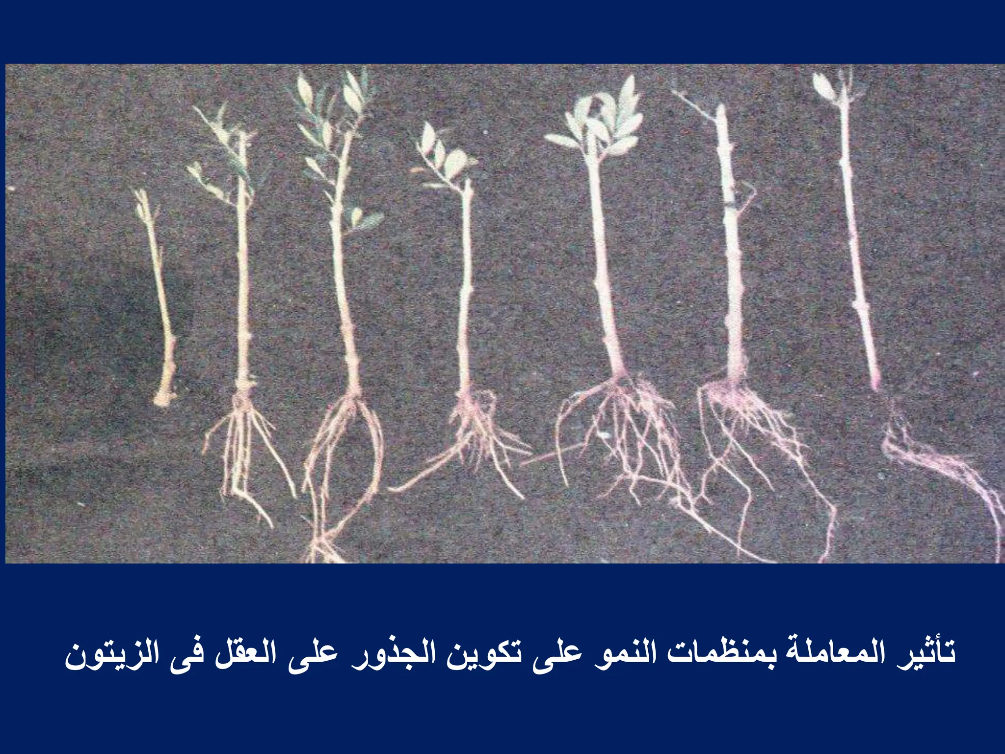 ‫الزٌتون‬ ‫فى‬ ‫العقل‬ ‫على‬ ‫الجذور‬ ‫تكوٌن‬ ‫على‬ ‫النمو‬ ‫بمنظمات‬ ‫المعاملة‬ ‫تأثٌر‬
 