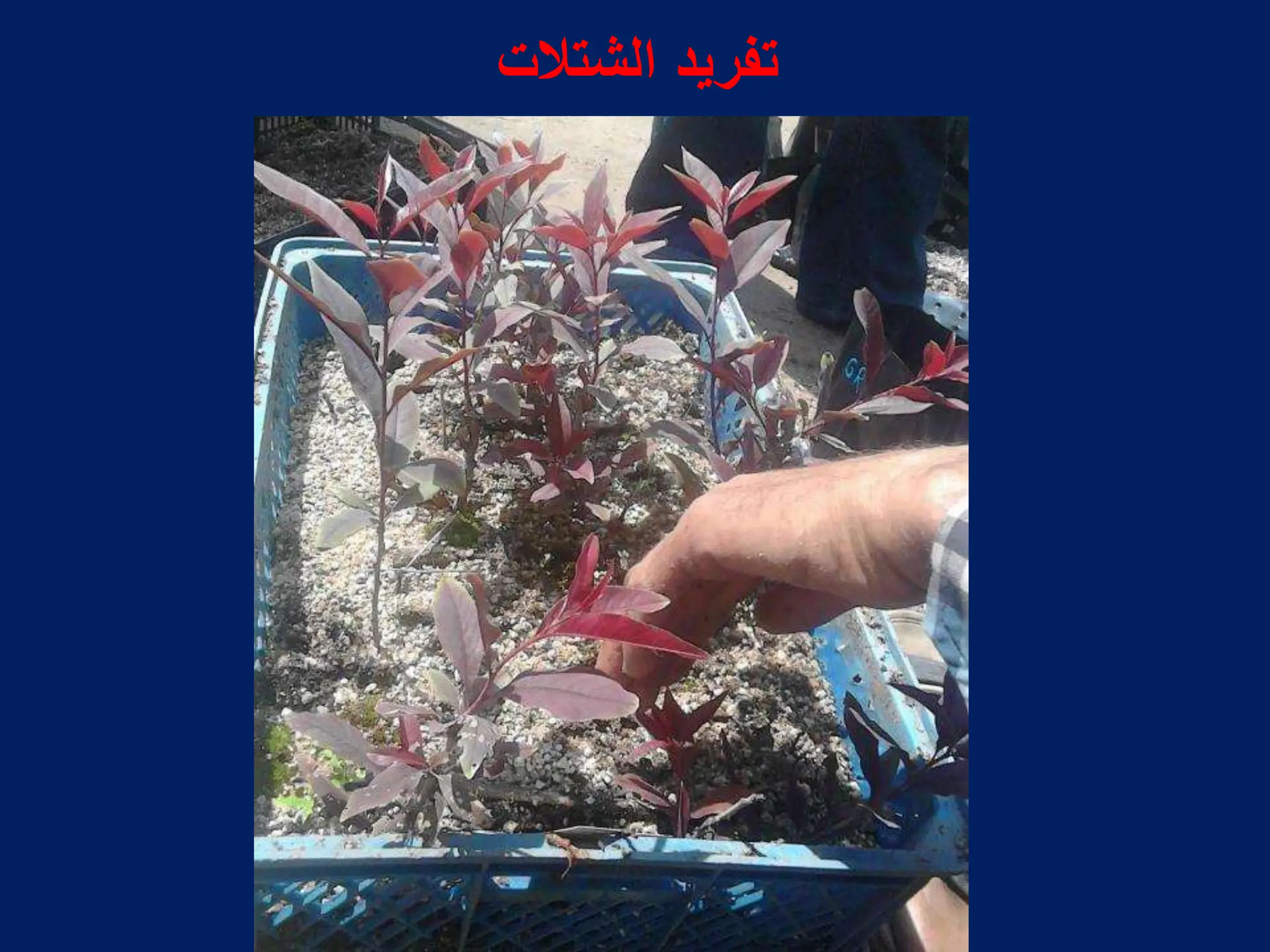 ‫الشتالت‬ ‫تفرٌد‬
 