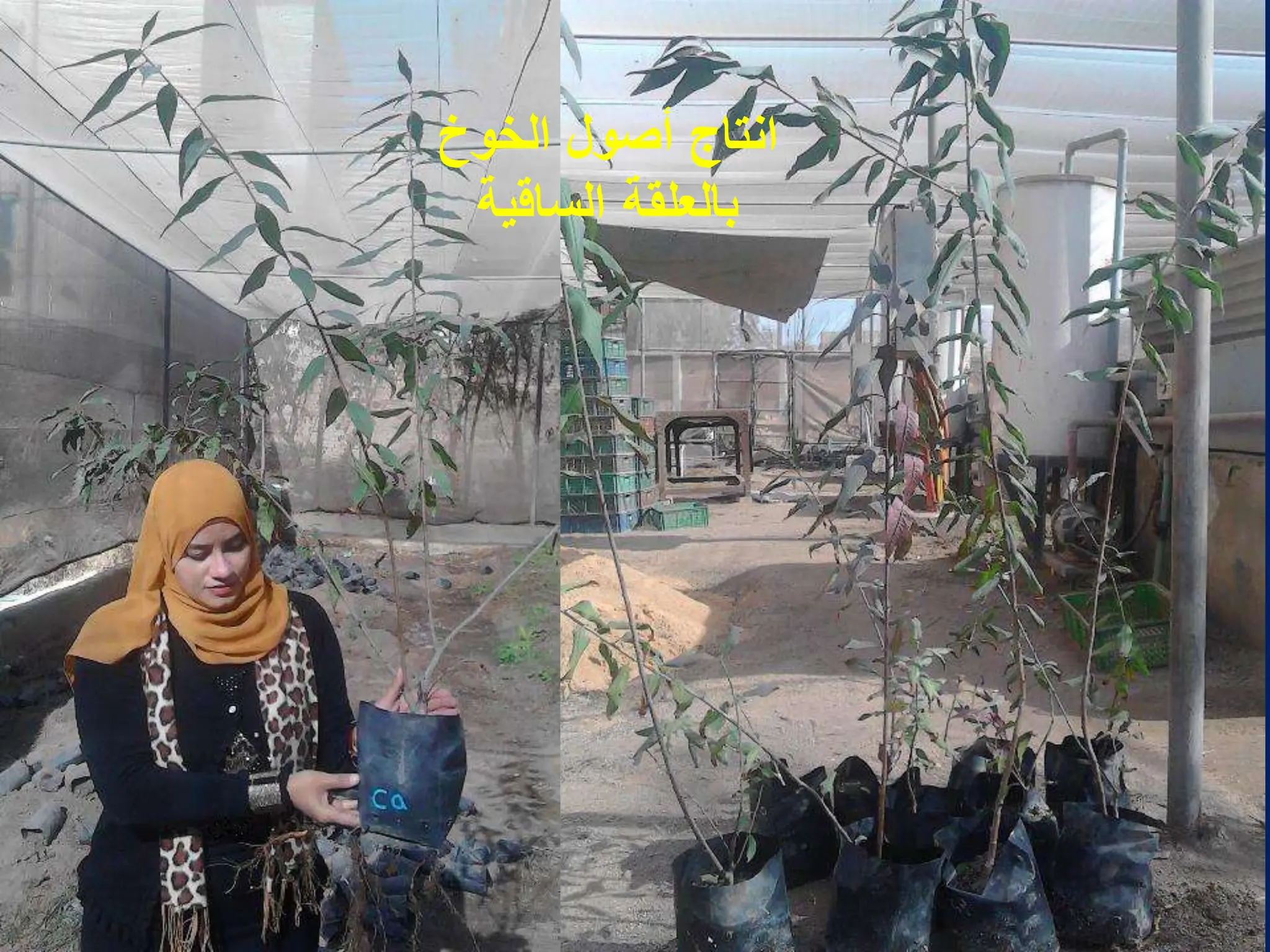 ‫الخوخ‬ ‫أصول‬ ‫انتاج‬
‫الساقٌة‬ ‫بالعلقة‬
 