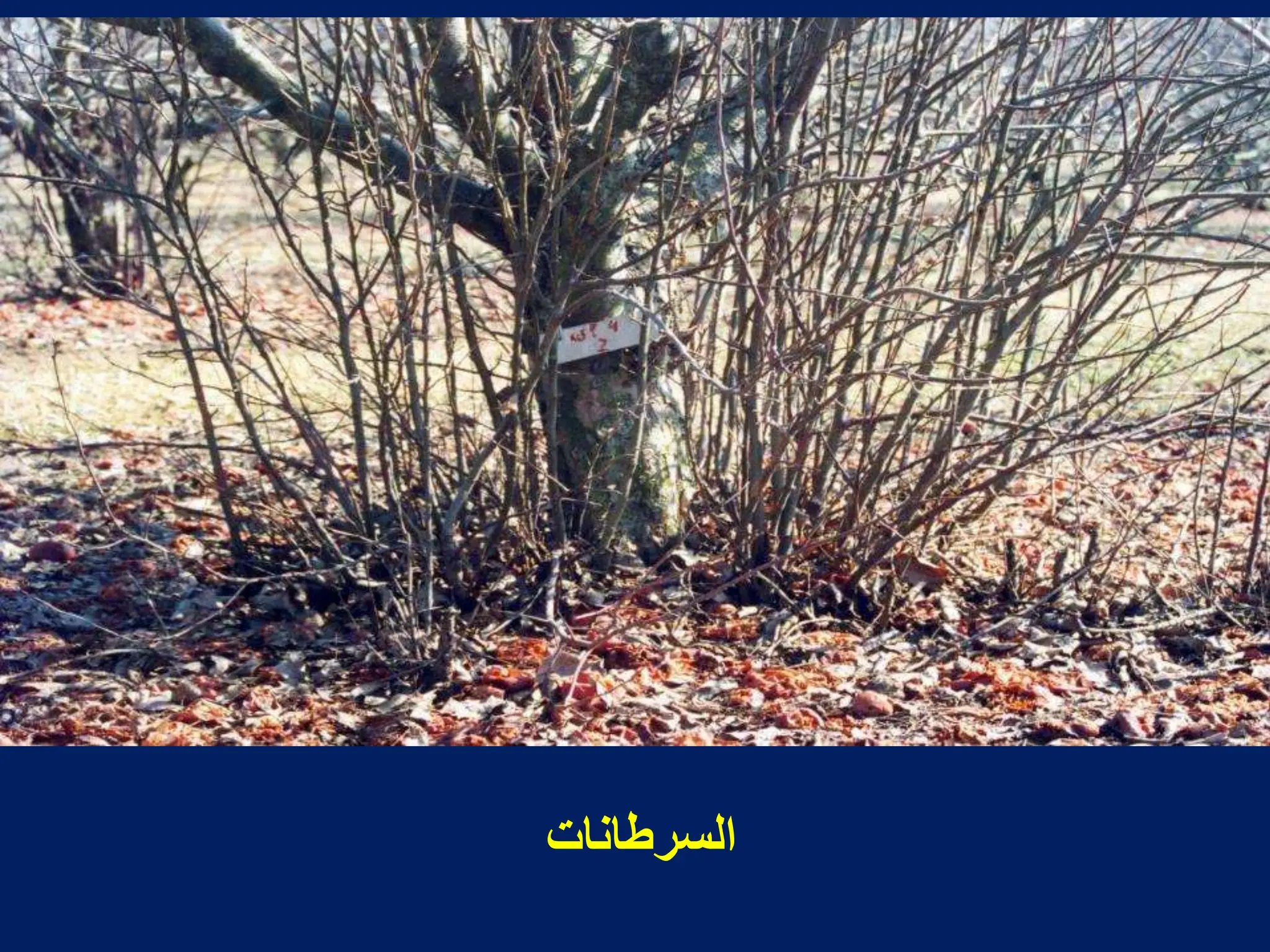 ‫السرطانات‬
 