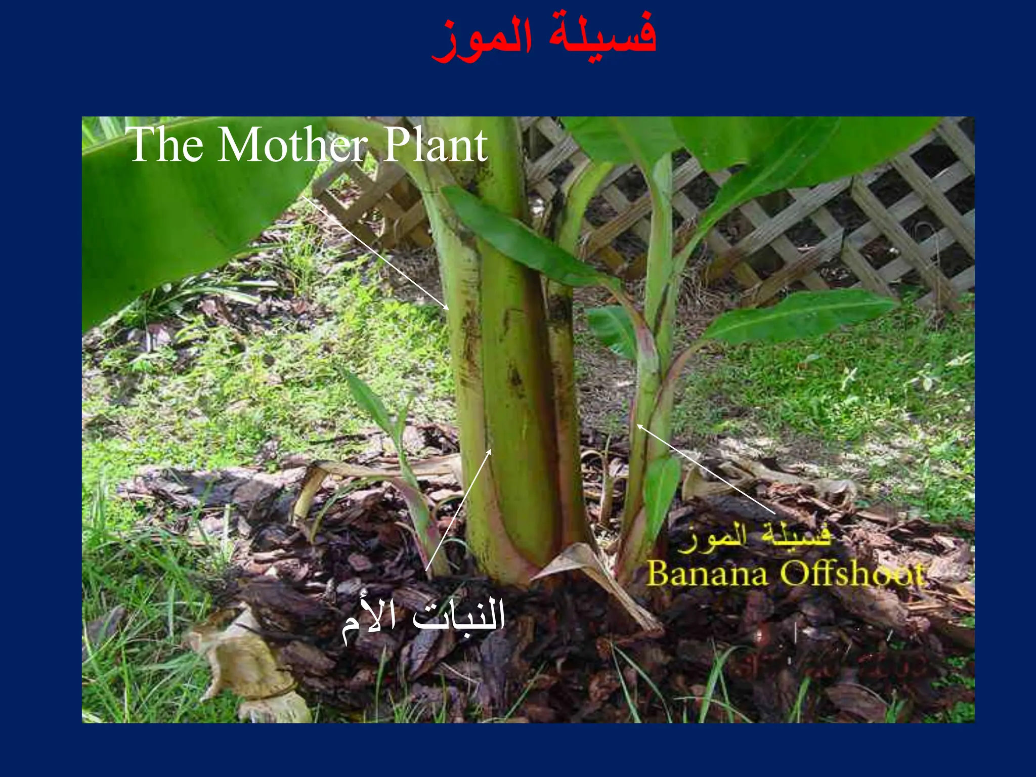The Mother Plant
‫األم‬ ‫النبات‬
‫الموز‬ ‫فسٌلة‬
 