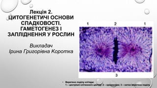 Лекція 2.
ЦИТОГЕНЕТИЧІ ОСНОВИ
СПАДКОВОСТІ.
ГАМЕТОГЕНЕЗ І
ЗАПЛІДНЕННЯ У РОСЛИН
Викладач
Ірина Григорівна Kоротка
• Веретено поділу клітини:
1 – центріолі клітинного центру; 2 – хромосоми; 3 – нитки веретена поділу
 