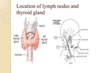 Location of lymph nodes and
thyroid gland
 