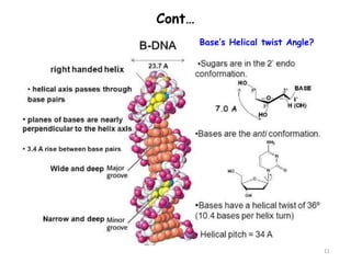 2.Chemistry of Nucleic Acids.pptx assignme | PPTX