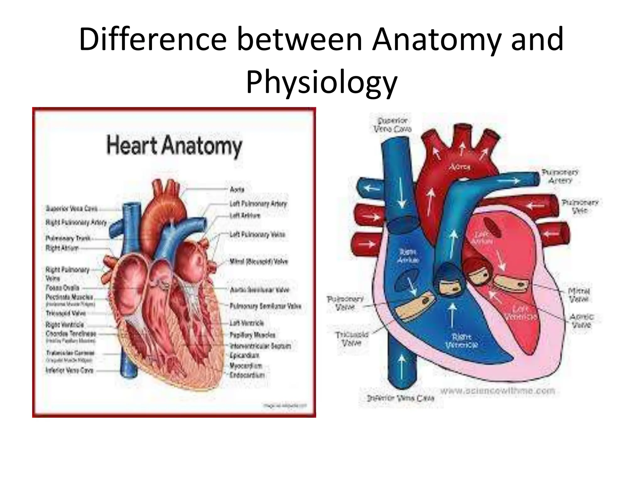Introduction to human body Explain the gross morphology, structure and ...