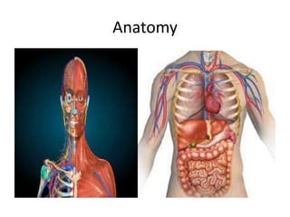 Introduction to human body Explain the gross morphology, structure and ...
