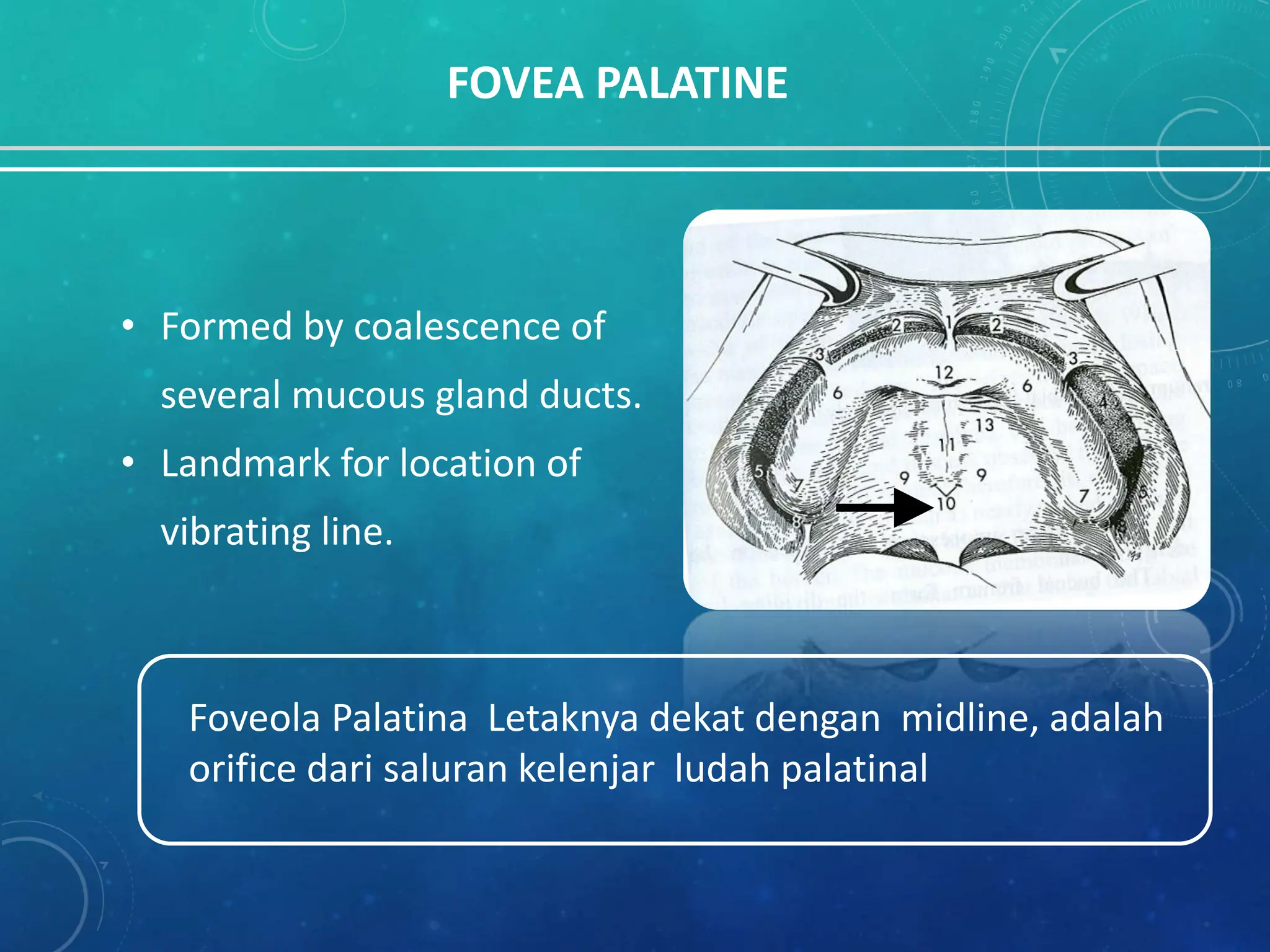 2. Anatomikal landmark kedokteran gigi.pptx