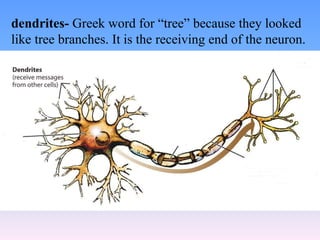 The Neurological foundations of Behavior | PPTX