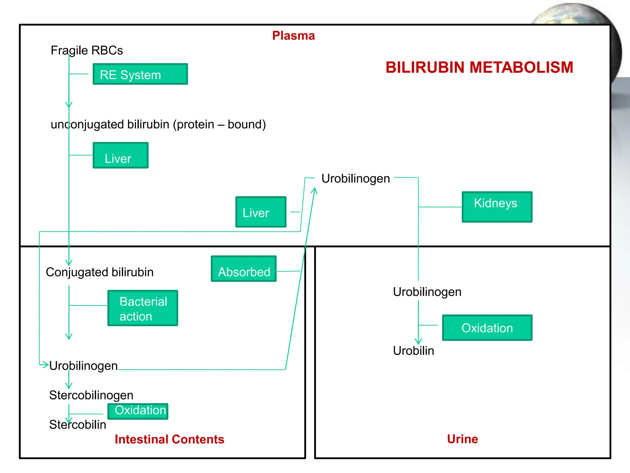 Plasma
Fragile RBCs
RE System
unconjugated bilirubin (protein – bound)
Liver
Liver
Kidneys
Urobilinogen
Conjugated bilirubin Absorbed
Bacterial
action
Urobilinogen
Stercobilinogen
Stercobilin
Intestinal Contents
Oxidation
Urobilinogen
Urobilin
Urine
Oxidation
BILIRUBIN METABOLISM
 