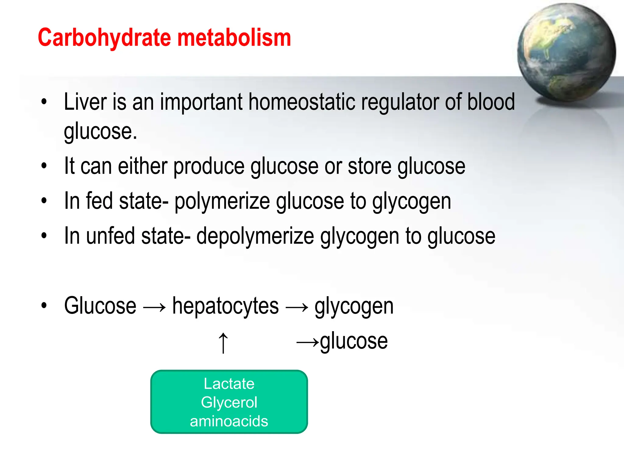 Carbohydrate metabolism
• Liver is an important homeostatic regulator of blood
glucose.
• It can either produce glucose or store glucose
• In fed state- polymerize glucose to glycogen
• In unfed state- depolymerize glycogen to glucose
• Glucose → hepatocytes → glycogen
↑ →glucose
Lactate
Glycerol
aminoacids
 