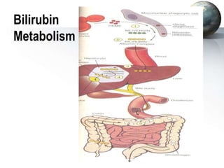 Bilirubin
Metabolism
 