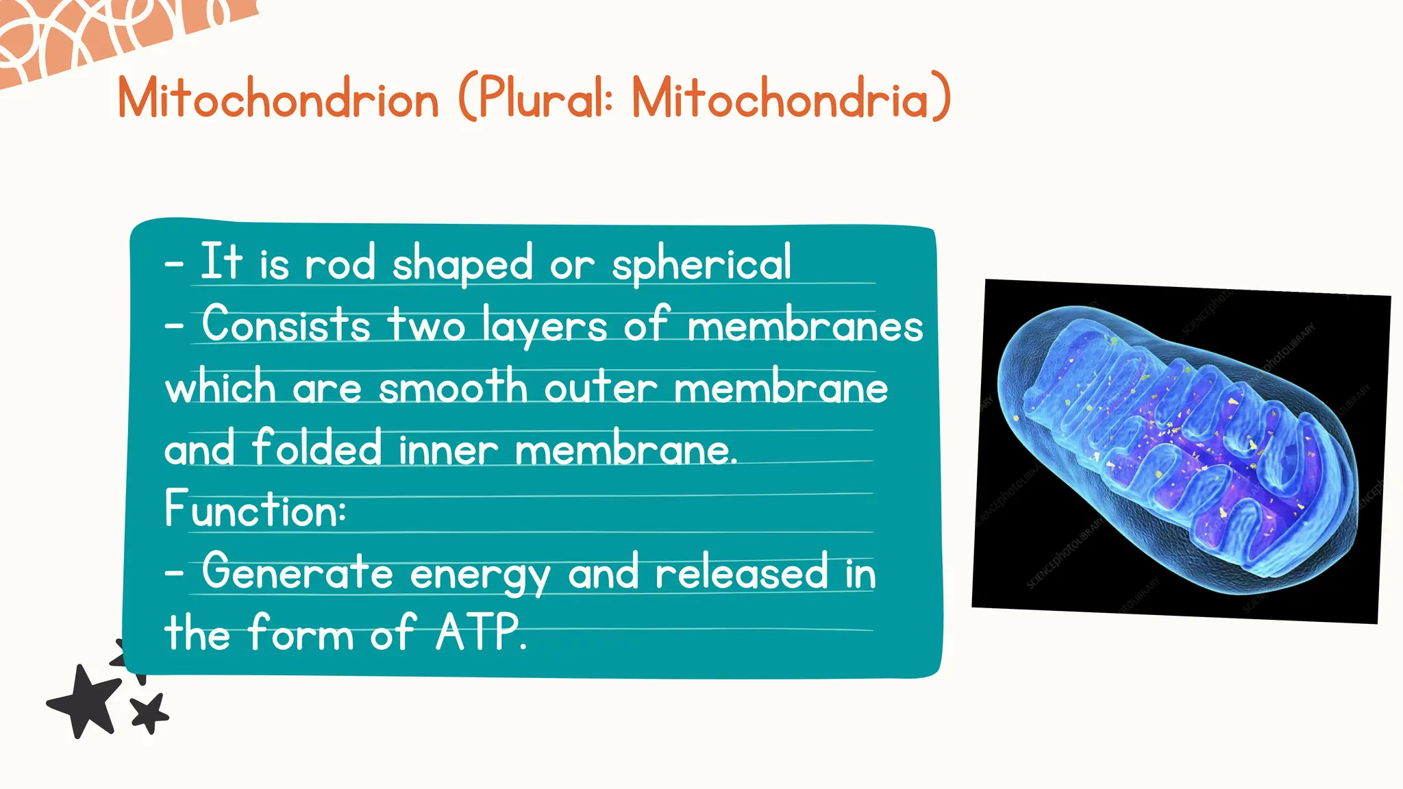 2.1 Cell Structure And Function Biology Form 4 | PDF