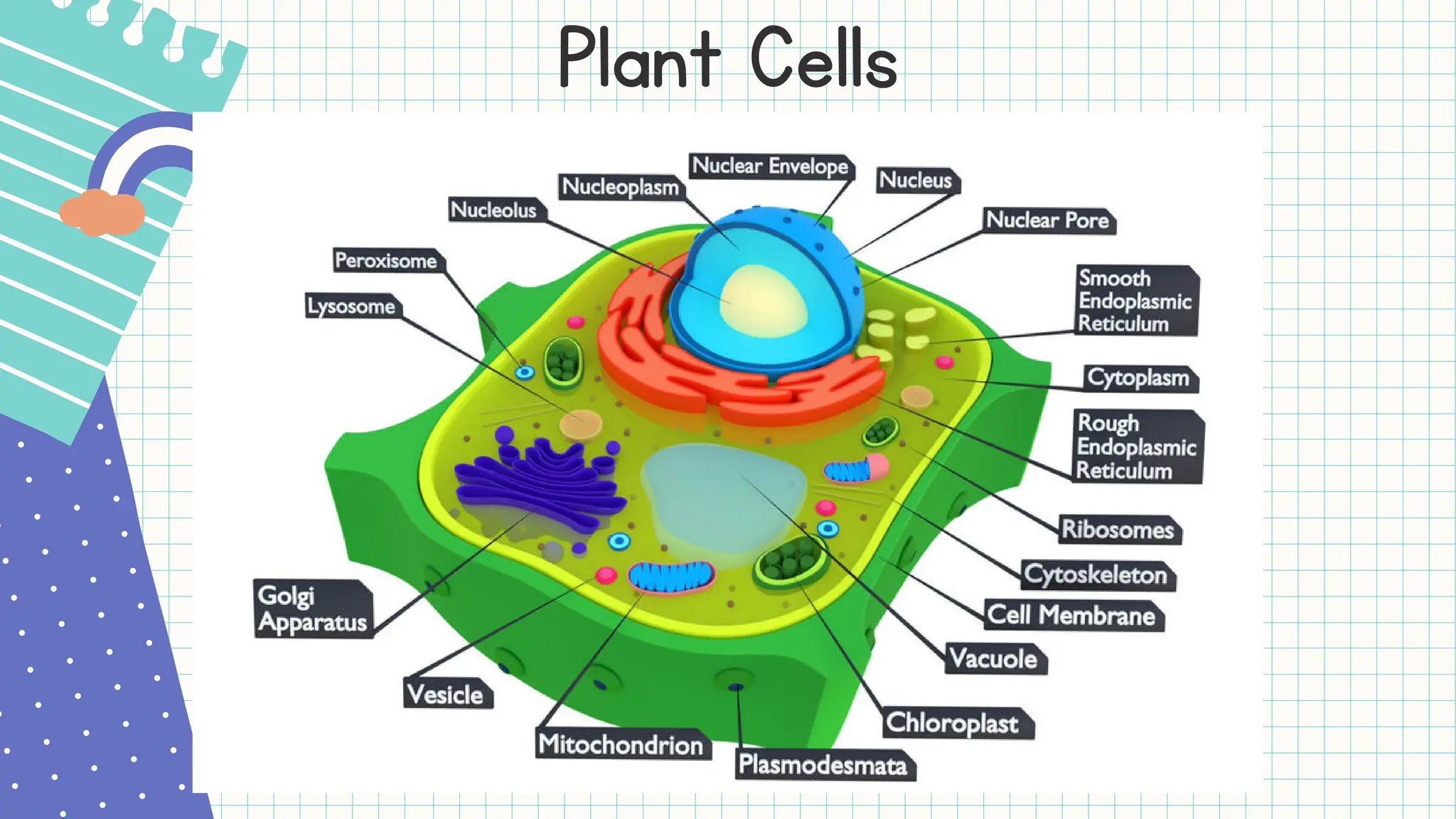 2.1 Cell Structure And Function Biology Form 4 | PDF